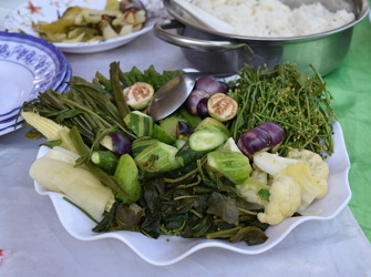 Swamp Cabbage